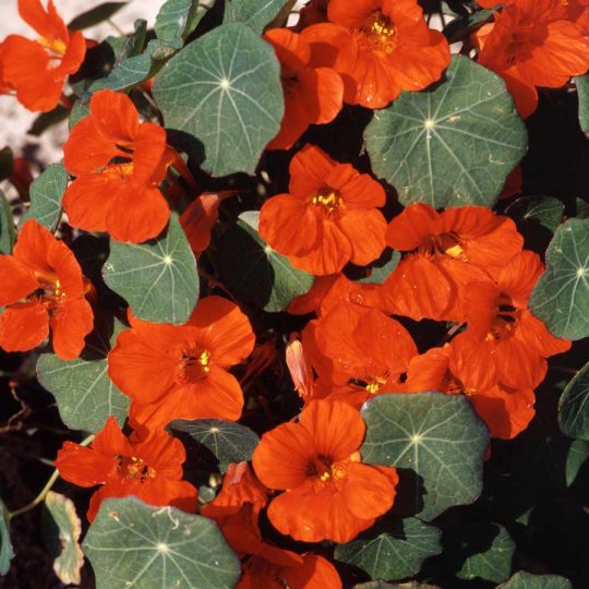 Seminte de flori Nasturtium Empress of India