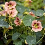 Seminte de flori Nasturtium Ladybird Rose