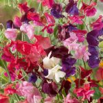 Seminte de flori Sweet Pea Old Fashioned