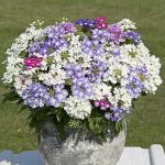 Seminte de flori Verbena Hybrida Scentsation Mix