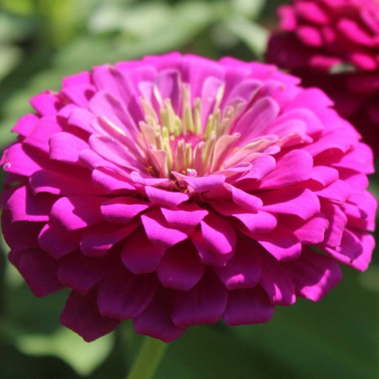 Seminte de flori Zinnia Purple Prince