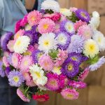 Seminte de flori Aster Matador Mixed