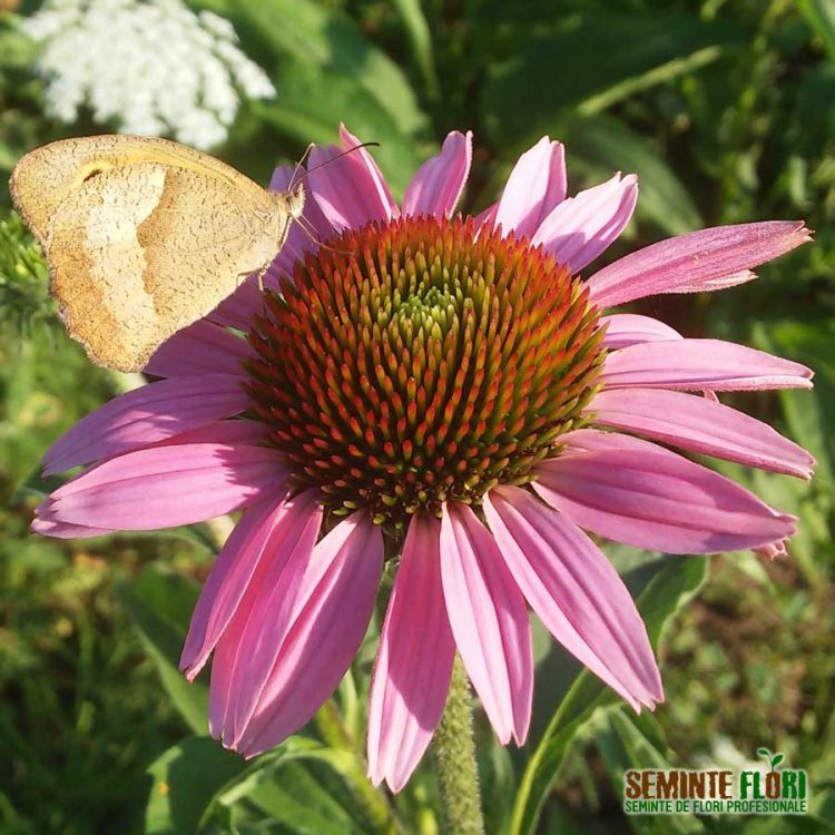 Seminte de Echinacea Purpurea Starlight