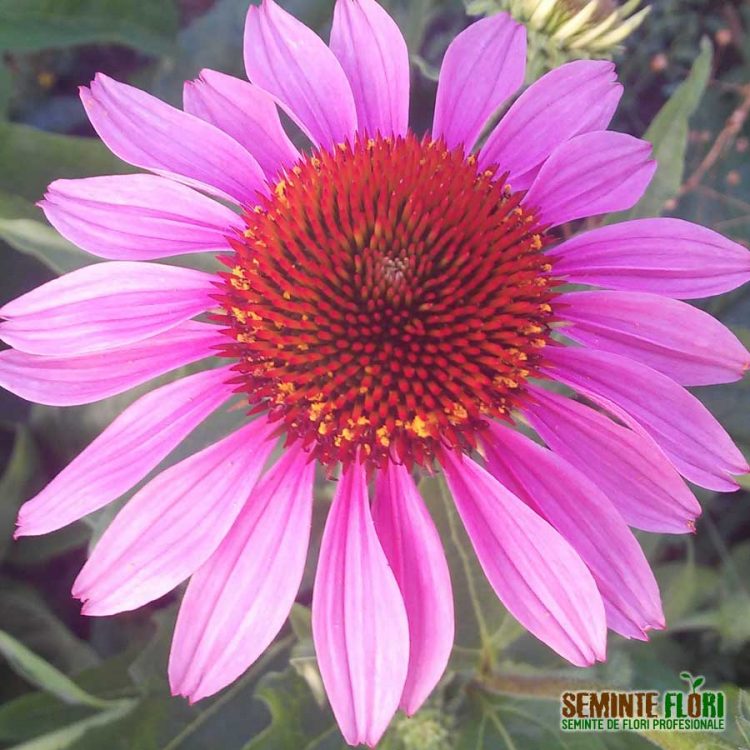 Seminte de flori Echinacea Purpurea Starlight