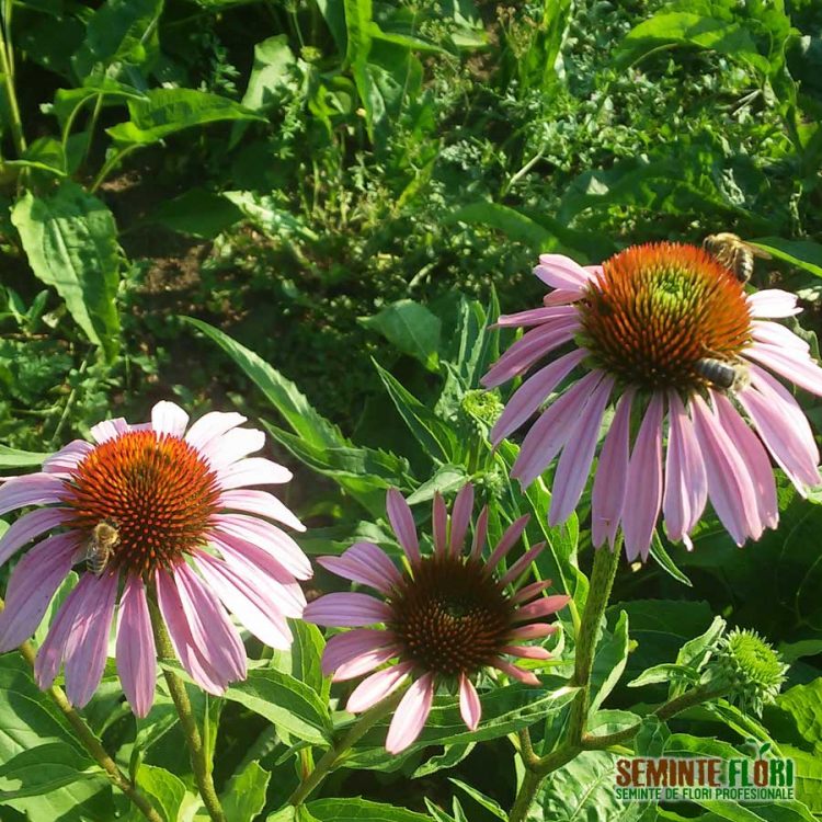 Seminte de flori Echinacea Purpurea Starlight