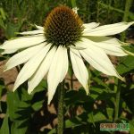 Seminte de Echinacea White Swan Primadonna