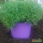 Seminte de plante aromatice Mentha Spicata Mini Mint Corsican Mint