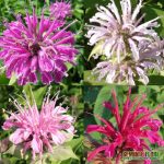 Seminte de flori Monarda Didyma Mixture