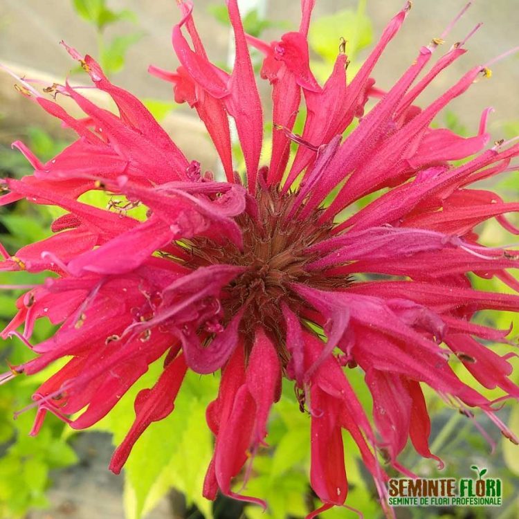 Butasi de Monarda Fistulosa Gardenview Scarlet