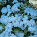 Seminte de flori Ageratum Blue Ball
