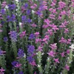 Seminte de flori Salvia Horminum Viridis Tricolor Mixed Clary Bouquet