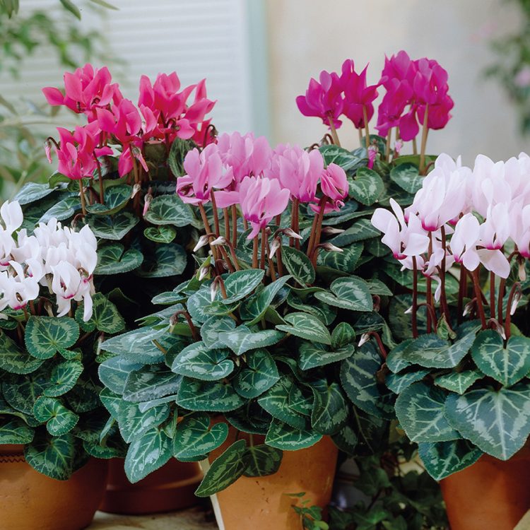 Seminte de flori Cyclamen Persicum Latinia F1 Mix