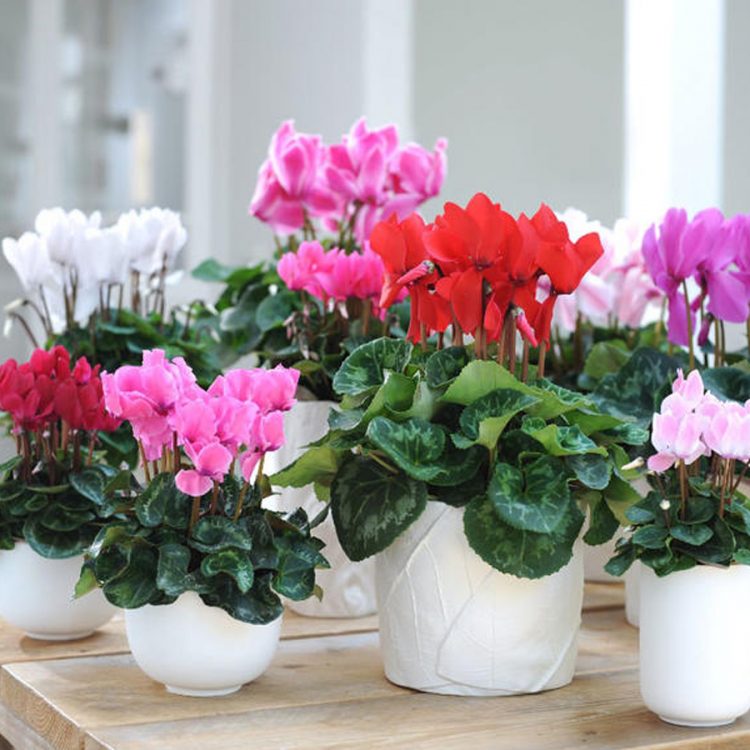 Seminte de flori Cyclamen Persicum Latinia F1 Mix
