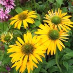Seminte de flori Echinacea Paradiso Yellow
