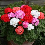 Seminte de flori Geranium Cabaret Mixed F2