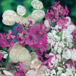 Seminte de flori Honesty Fine Mixed Lunaria Annua
