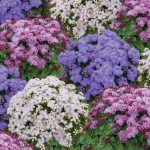 Seminte de flori Ageratum Cloud Nine Mixed F1