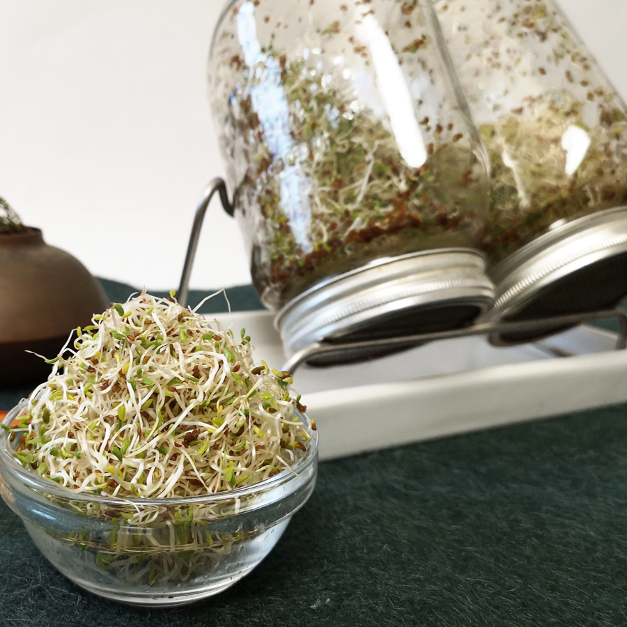 Seminte pentru germinat Alfalfa