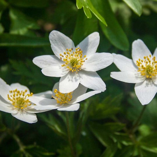 Seminte de flori Anemone Wood - Anemone Nemorosa