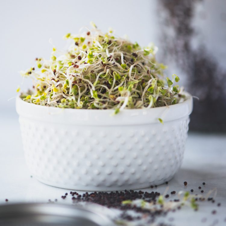 Seminte pentru germinat Broccoli