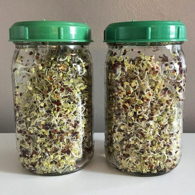 Seminte pentru germinat Broccoli