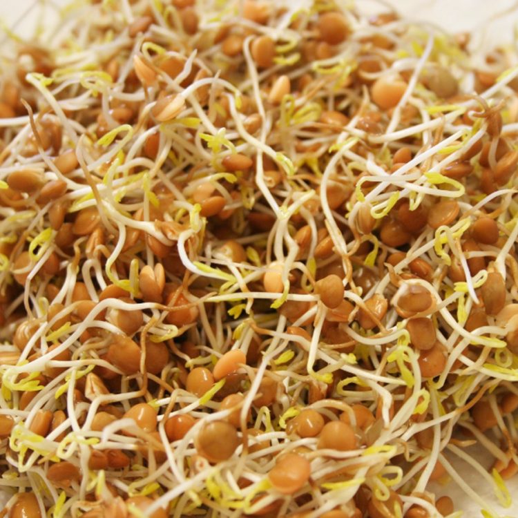 Seminte pentru germinat Brown Lentils