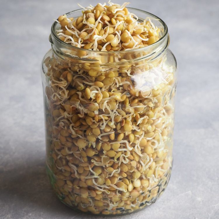 Seminte pentru germinat Brown Lentils