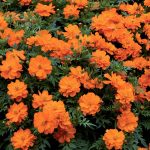Seminte de flori Cosmos Suphureus Mandarin