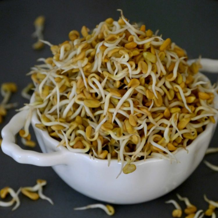 Seminte pentru germinat Fenugreek
