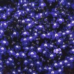Seminte de flori Lobelia Mrs Clibran