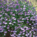 Seminte de flori Lobelia Pendula Sapphire