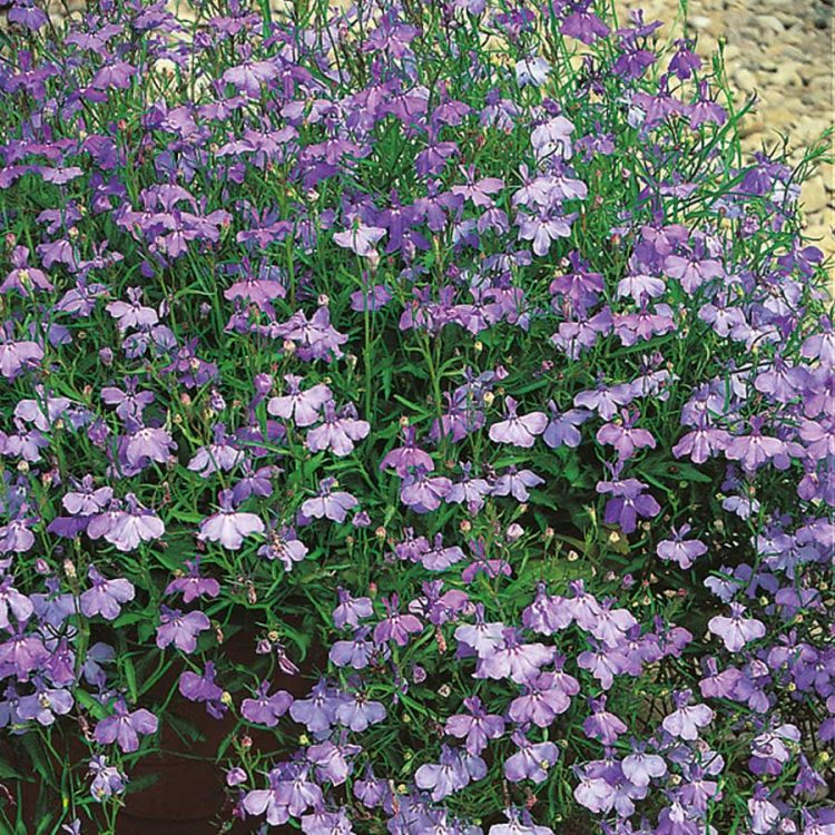 Seminte de flori Lobelia Pendula Sapphire