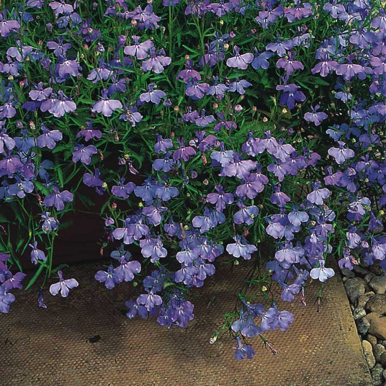 Seminte de flori Lobelia Pendula Sapphire