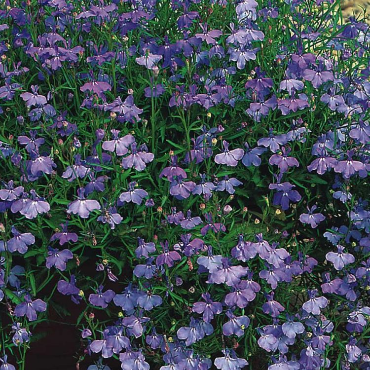 Seminte de flori Lobelia Pendula Sapphire