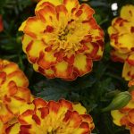 Seminte de flori Marigold French Flamenco Tagetes Patula
