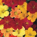 Seminte de flori Nasturtium Gleam Hybrids