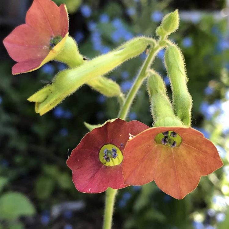 Seminte de flori Nicotiana Langsdorfii Bronze Queen