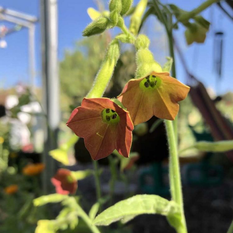 Seminte de flori Nicotiana Langsdorfii Bronze Queen