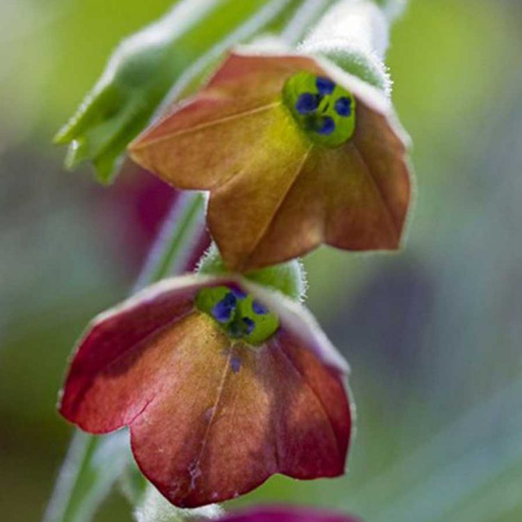 Seminte de flori Nicotiana Langsdorfii Bronze Queen