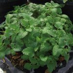 Seminte de plante aromatice Orange Balm Mandarina - Roinita cu Aroma de Portocale