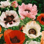 Seminte de flori Papaver Orientale New Hybrids Mixed