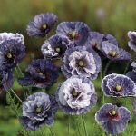 Seminte de flori Papaver Rhoeas Amazing Grey