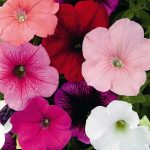 Seminte de flori Petunia Carnival Mixed F2