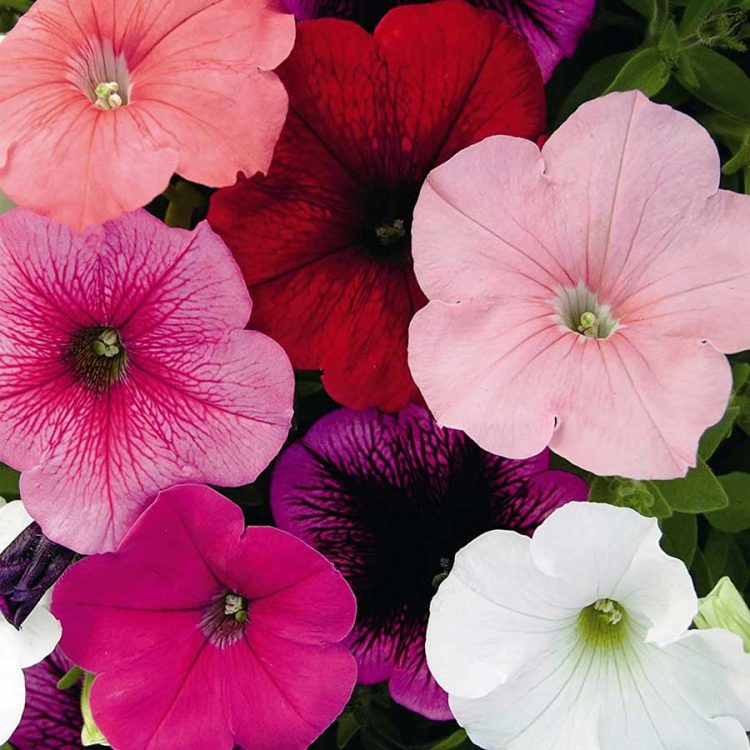Seminte de flori Petunia Carnival Mixed F2