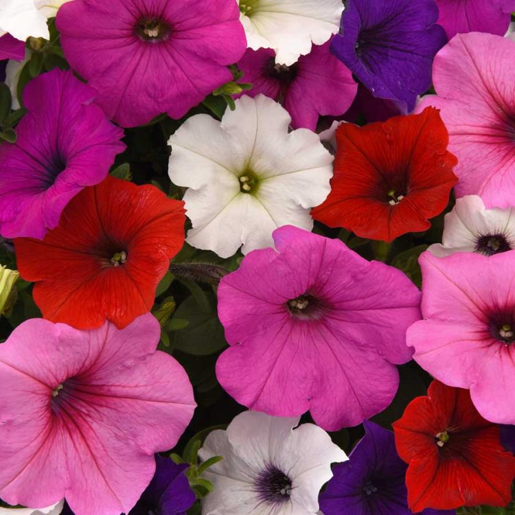 Seminte de flori Petunia Carnival Mixed F2