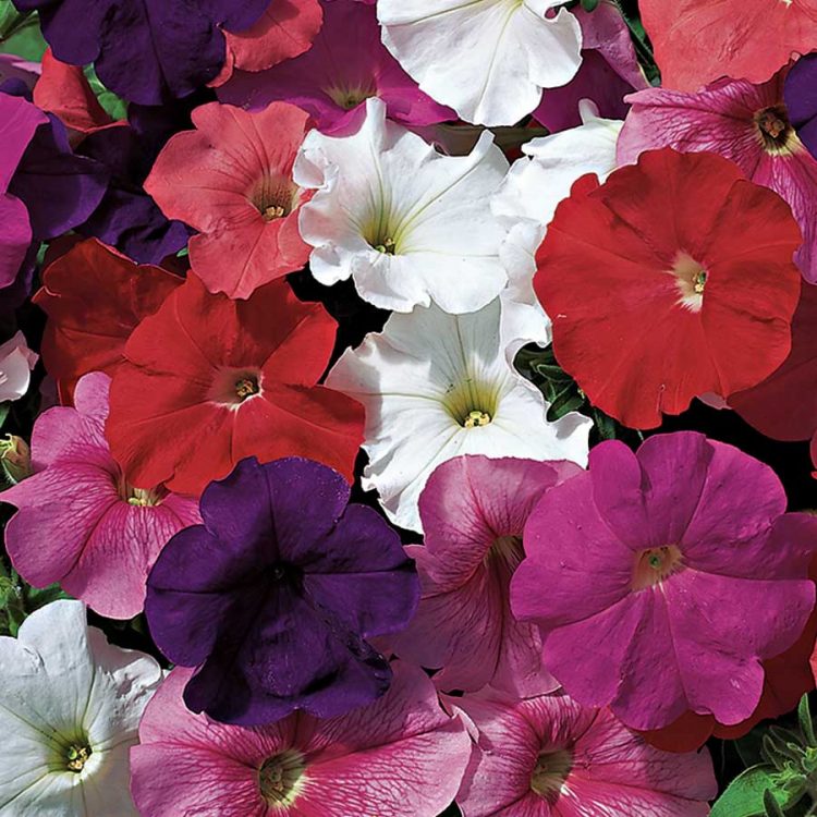 Seminte de flori Petunia Carnival Mixed F2