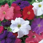 Seminte de flori Petunia Merlin Mix F1