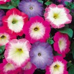 Seminte de flori Petunia Merlin Morn Mix F1