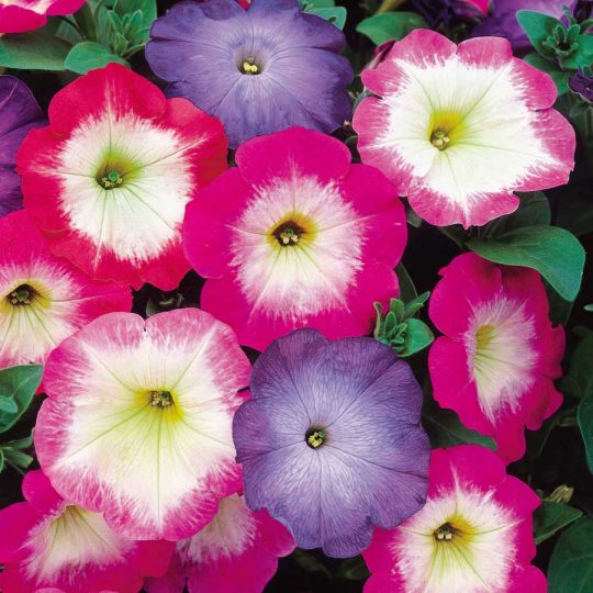 Seminte de flori Petunia Merlin Morn Mix F1