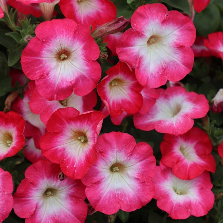 Seminte de Petunie Hibrida Pitica Petunia Multiflora Merlin Morn Mix F1